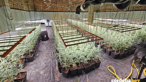 Plantaci&oacute;n de marihuana desmantelada en Guadalc&aacute;zar FOTO GUARDIA CIVIL