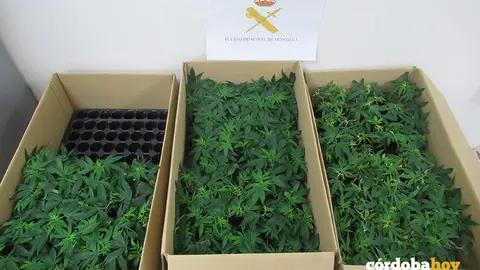 Plantas de marihuana localizada por la Guardia Civil en Montilla FOTO GUARDIA CIVIL