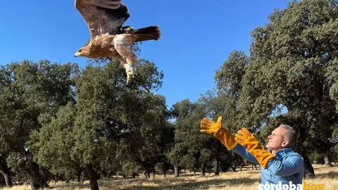 Suelta de un joven &aacute;guila imperial en Los Pedroches FOTO JUNTA DE ANDALUC&Iacute;A