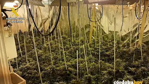 Plantas de marihuana intervenidas por la Guardia Civil FOTO GUARDIA CIVIL