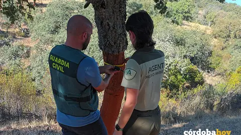 Uno de los alcornoques da&ntilde;ados FOTO GUARDIA CIVIL