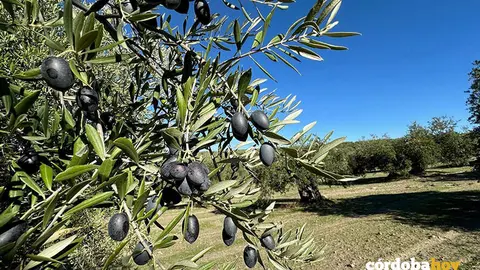 Olivar cordob&eacute;s, en una imagen de archivo FOTO IAS-CESIC DE C&Oacute;RDOBA