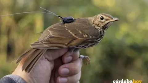 Zorzal con un localizador GPS FOTO UCO