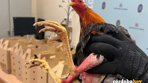 Uno de las gallos de pelea interceptados por la Polic&iacute;a local de C&oacute;rdoba FOTO POLIC&Iacute;A LOCAL