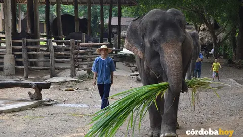 Elefante