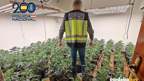 Un agente de la Polic&iacute;a Nacional en la plantaci&oacute;n intervenida FOTO POLIC&Iacute;A NACIONAL
