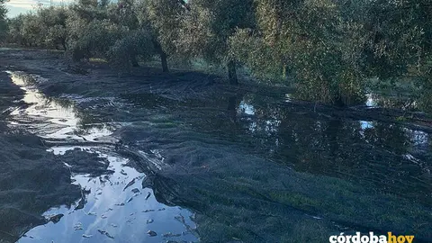 Asaja avisa que las lluvias est&aacute;n retrasando la recolecci&oacute;n de aceituna y mermando la cosecha en la provincia de C&oacute;rdoba FOTO ASAJA