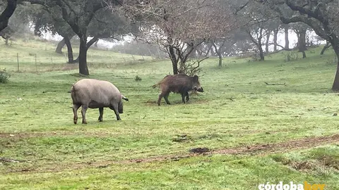 Convivencia de cerdo ib&eacute;rico y jabal&iacute; en el mismo h&aacute;bitat FOTO ASAJA C&Oacute;RDOBA