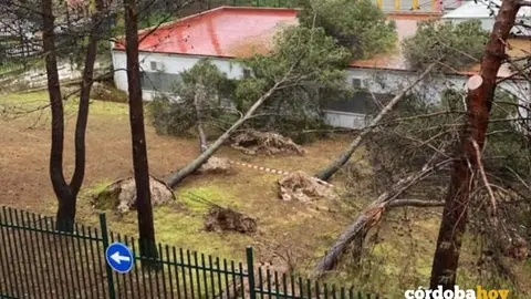 Ca&iacute;da de &aacute;rboles sobre un colegio p&uacute;blico de Priego de C&oacute;rdoba por la borrasca 'Joseph' FOTO IU