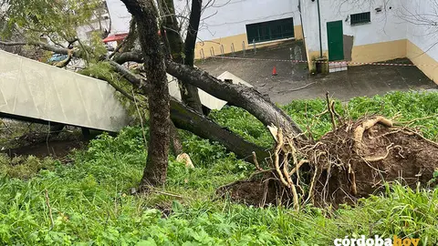 Efectos del temporal en el IES S&eacute;neca de C&oacute;rdoba FOTO USTEA