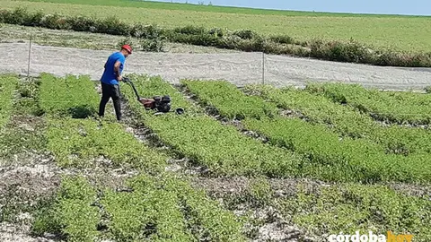 Ensayos de cosecha de garbanzos cordobeses en una finca de Montoro FOTO GARBANZO CAMPI&Ntilde;A DE C&Oacute;RDOBA