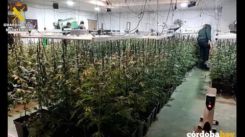 La Guardia Civil desmantela una plantaci&oacute;n de marihuana en La Carlota FOTO GUARDIA CIVIL