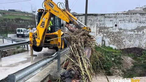 Retirada de un &aacute;rbol en el arroyo Marbella, de Baena FOTO DIPUTACI&Oacute;N DE C&Oacute;RDOBA