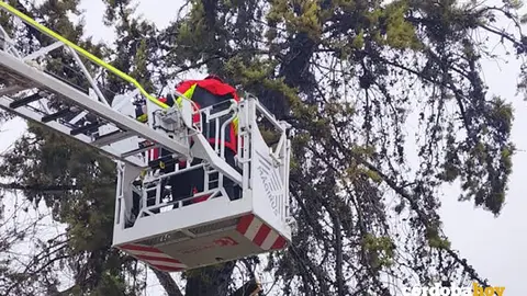 Actuaci&oacute;n de los bomberos en ca&iacute;da de &aacute;rboles en Montilla FOTO DIPUTACI&Oacute;N DE C&Oacute;RDOBA