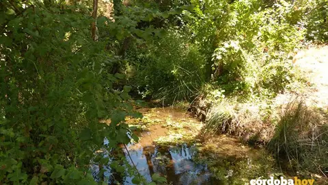 Frondosas y juncos en la ribera de la Reserva Natural Fluvial del Arroyo Bejarano, en C&oacute;rdoba, en una imagen de  archivo FOTO MITECO