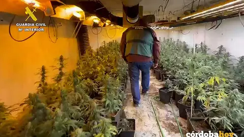 Plantaci&oacute;n de marihuana desmantelada por la Guardia Civil en Lucena FOTO GUARDIA CIVIL