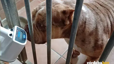 Un perro American Bully investigado por la Guardia Civil en Almod&oacute;var del R&iacute;o FOTO EPRONA