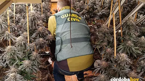 Efectivo de la Guardia Civil en la plantaci&oacute;n desmantelada en Alm&oacute;dovar del R&iacute;o FOTO GUARDIA CIVIL