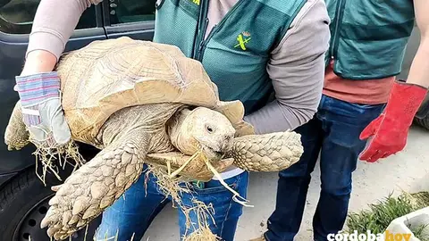 Un agente del Eprona sostiene al ejemplar recuperado de tortuga de espolones africana FOTO GUARDIA CIVIL