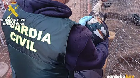 Operaci&oacute;n Re&ntilde;idero Alto era La Carlota por intrusismo profesional y maltrato animal a gallos de pelea FOTO GUARDIA CIVIL