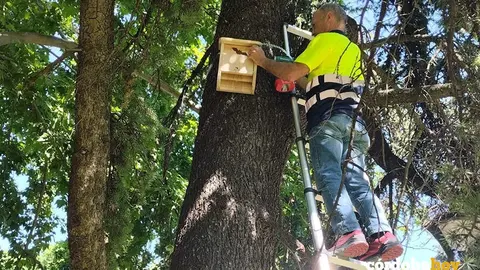 Instalaci&oacute;n de refugio artificial para murci&eacute;lagos en una zona verde cordobesa FOTO AYUNTAMIENTO DE C&Oacute;RDOBA