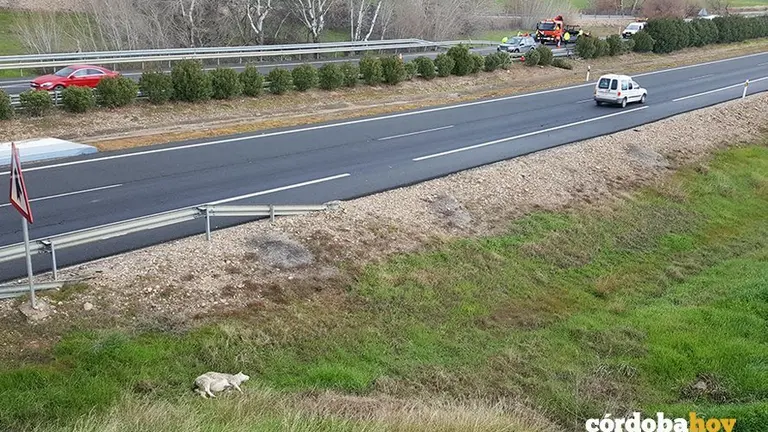 oveja accidente 2