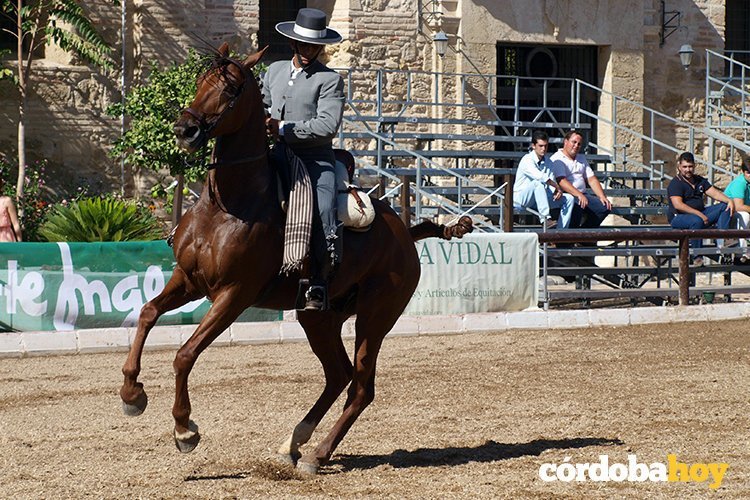 CABALLOS 2