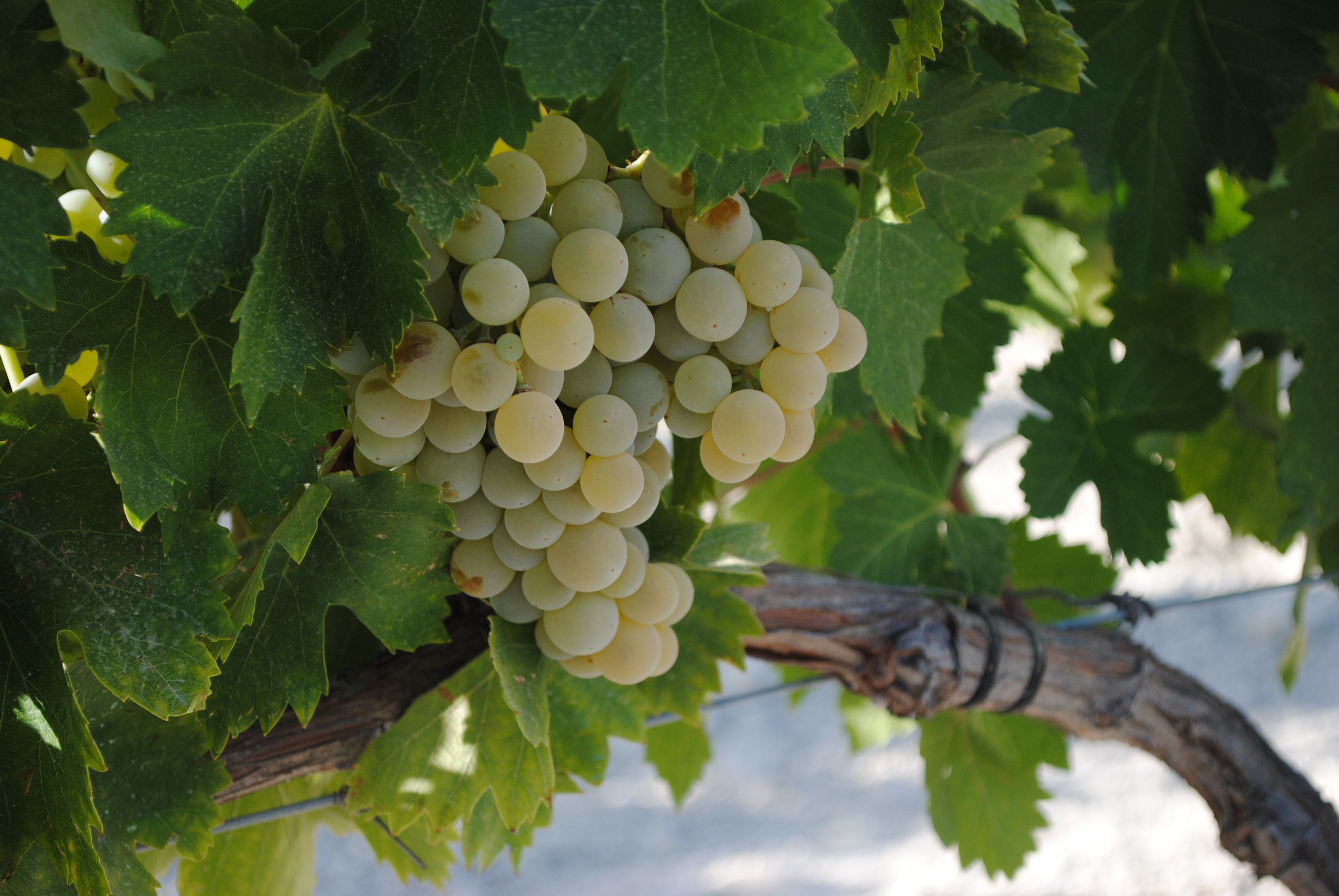 uvas