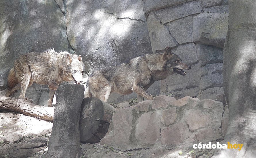 Lobos