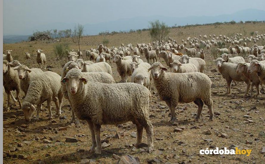 ovejas transhumancia