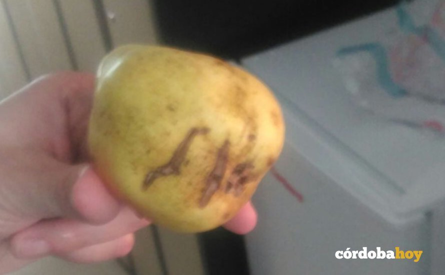 manzana podrida
