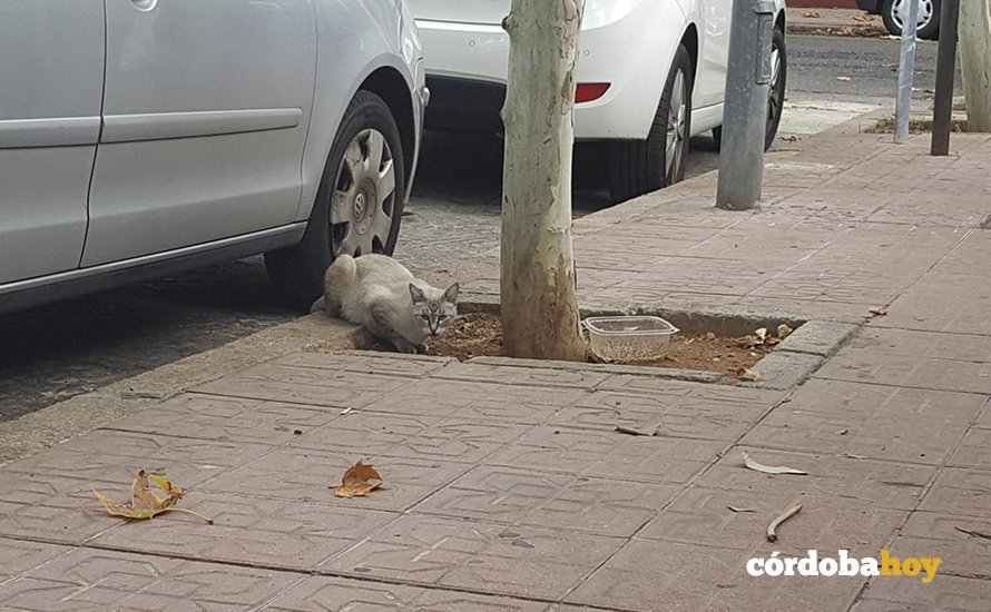 gato