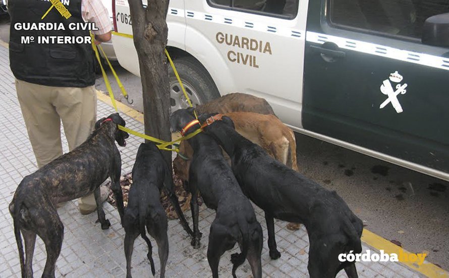 galgos