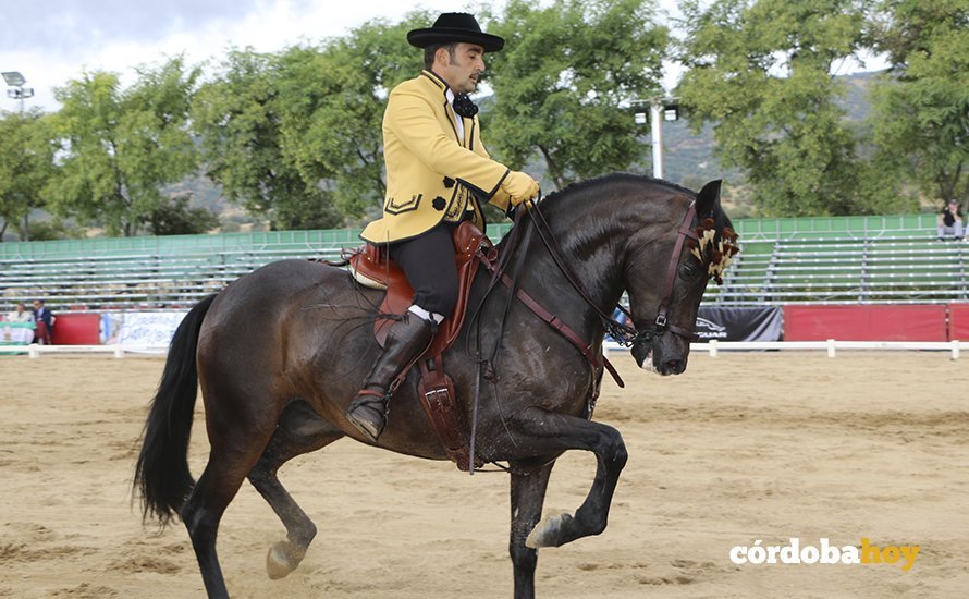 CABALLO 10