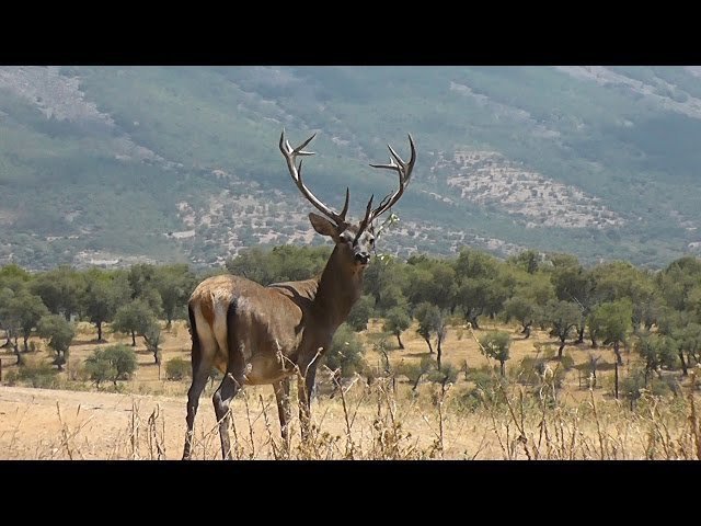 venado