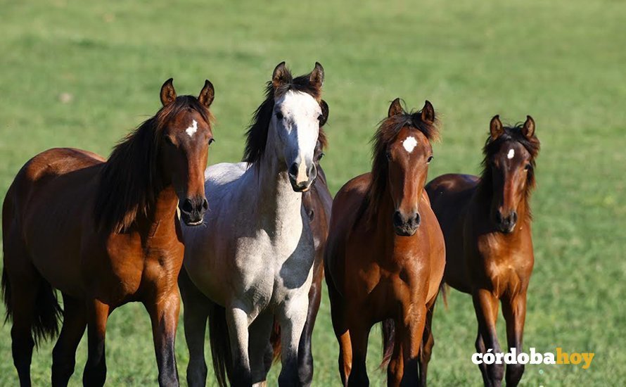 Caballos Pura Raza Español
