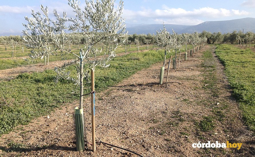 regadio olivar