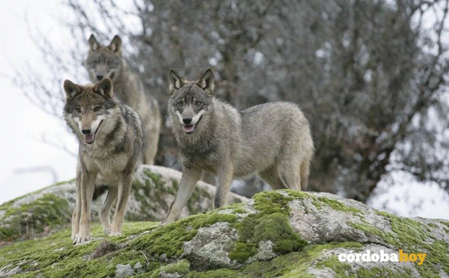 lobos