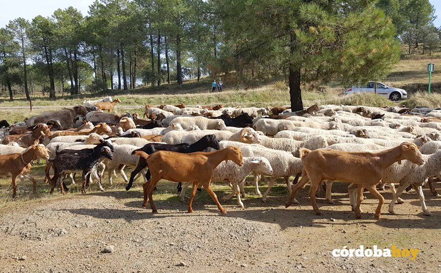 ovejas y cabras