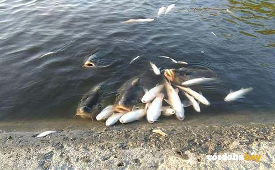 peces muertos 1