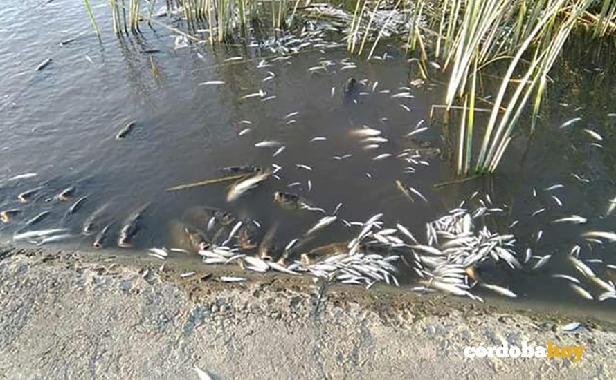 peces muertos 2