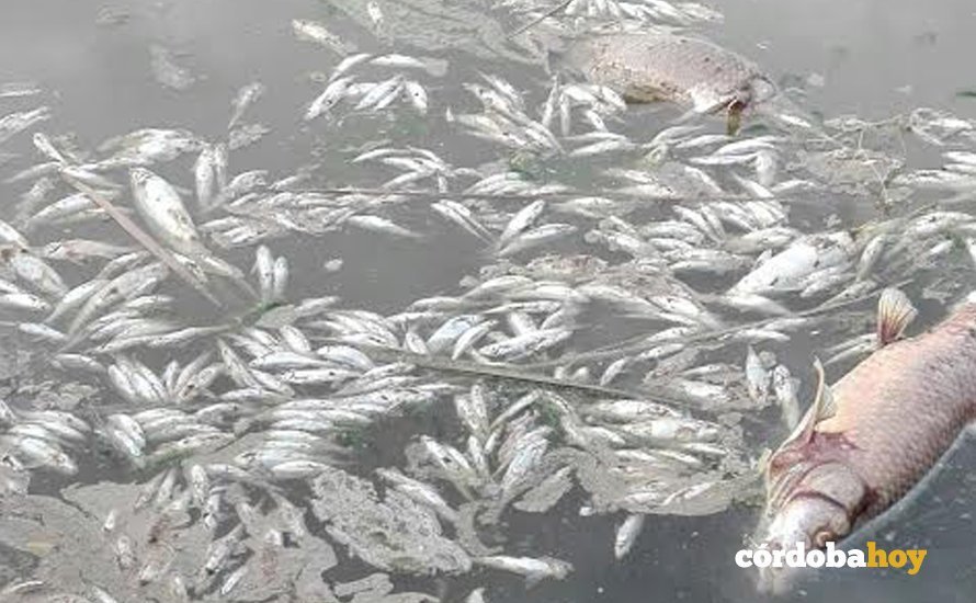 peces muertos