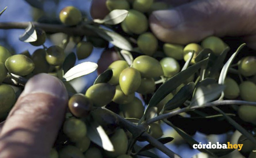 aceitunas de Baena