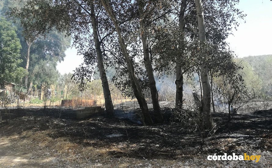Incendio en Alcolea en la zona del soto-desembocadura arroyo Guadalbarbo