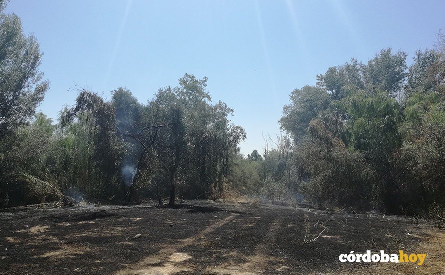 Incendio Alcolea en la zona del soto-desembocadura arroyo Guadalbarbo 1