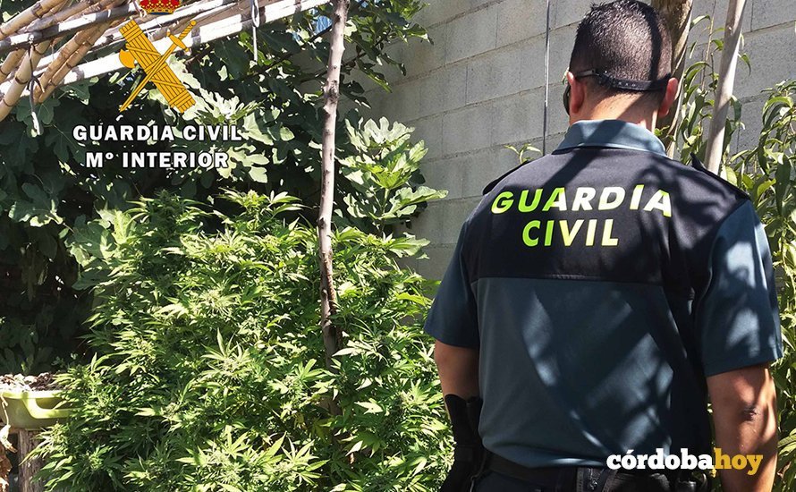Marihuana en Encinas Reales