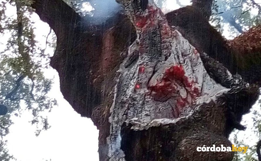 Árbol alcanzado por un rayo