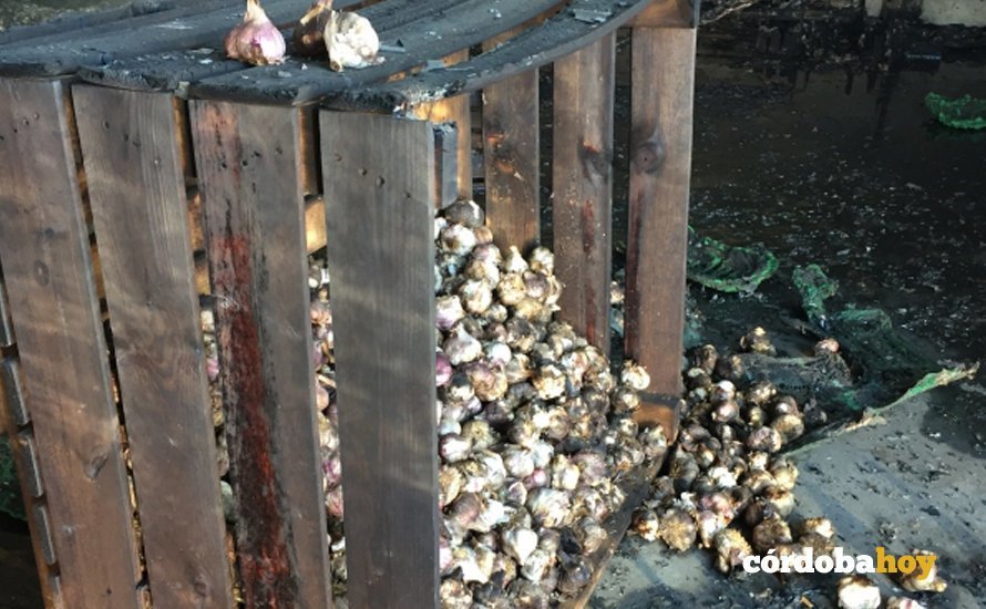 Ajos quemados en Aguilar