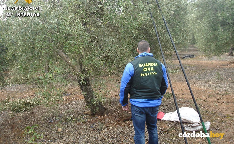 Miembro del Equipo ROCA de la Guardia Civil en un olivar