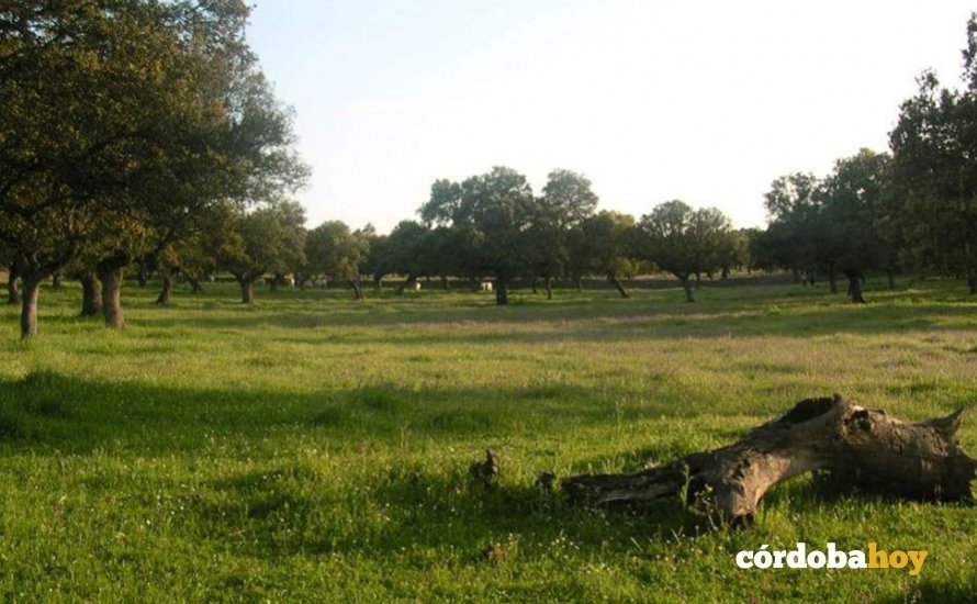 Dehesa de Villanueva de Córdoba